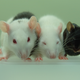 From left to right: Rat-mouse chimera, rat, and mouse (Image: Tomoyuki Yamaguchi)